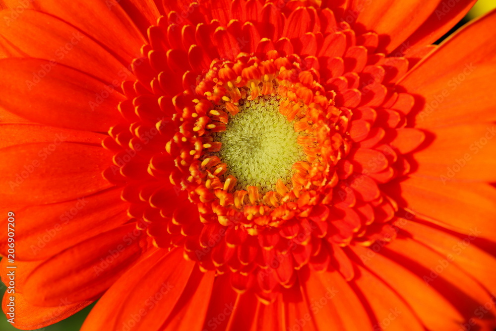 Blossom Gerbera orange with yellow pollen Blossom Gerbera orange with yellow pollen