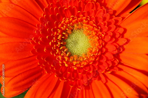 Blossom Gerbera orange with yellow pollen