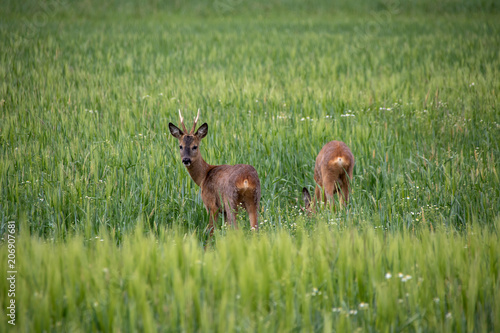 Fototapeta Naklejka Na Ścianę i Meble -  Deer wild in the crop
