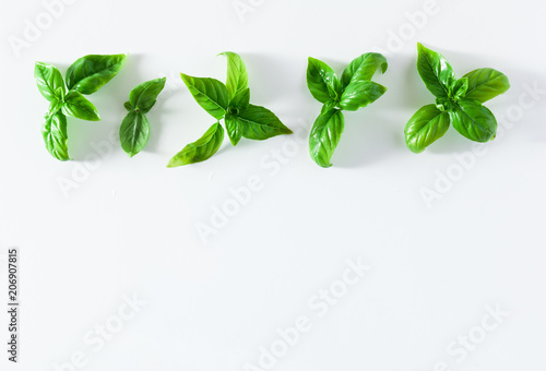 fresh basil leaves isolated on white. copy space