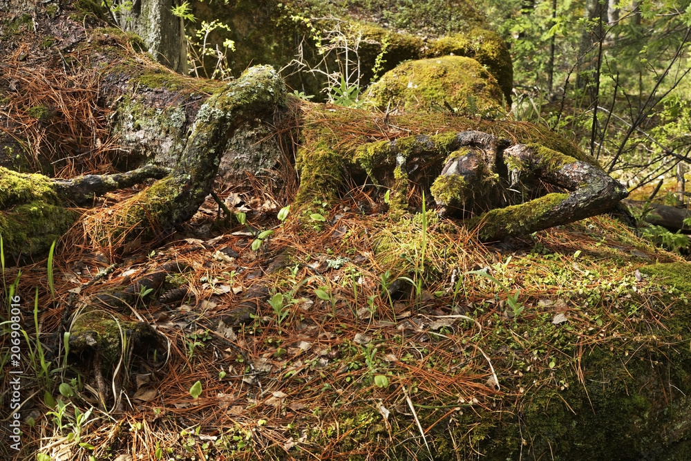 Stolby Nature Sanctuary near Krasnoyarsk. Russia