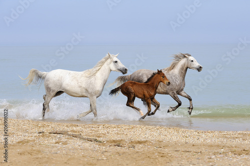 Fototapeta Naklejka Na Ścianę i Meble -  Three running horses on the seashore