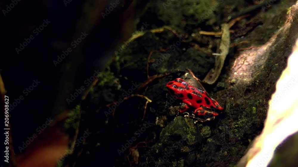 Strawberry poison red dart frog in the Caribbean forest. These amphibians are known as dart frogs because indigenous people use the frog’s poison for blow darts and arrow poison. All wild dart frogs Strawberry poison red dart frog in the Caribbean forest. These amphibians are known as dart frogs because indigenous people use the frog’s poison for blow darts and arrow poison. All wild dart frogs