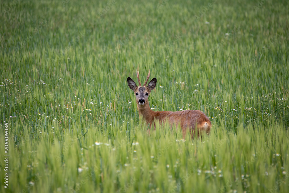 Naklejka premium Deer wild in the crop