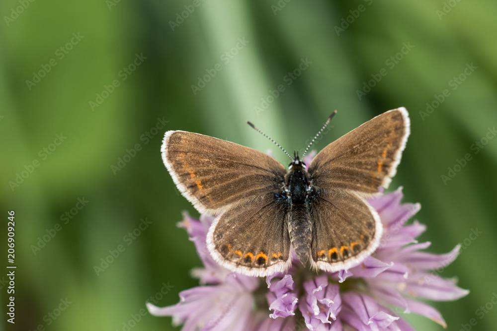 Chalkhill Blue Butterfly (Lysandra coridon) sitting on purple onion flower and feeding. Dreamy, romantic, elegant, artistic image of wild nature, close up macro. Selective focus, lenses tilt-shift Chalkhill Blue Butterfly (Lysandra coridon) sitting on purple onion flower and feeding. Dreamy, romantic, elegant, artistic image of wild nature, close up macro. Selective focus, lenses tilt-shift