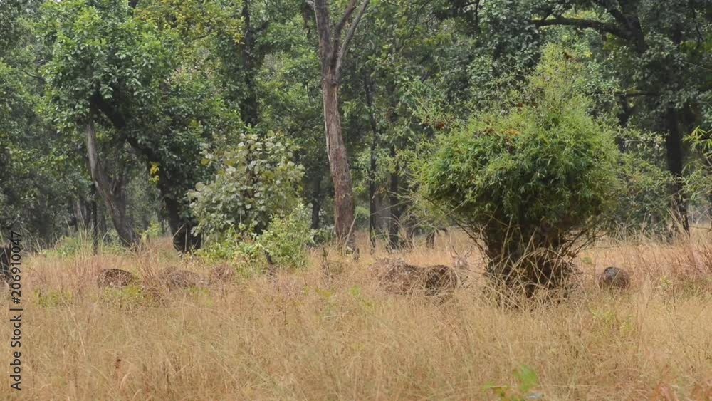 Spotted deer (Axis axis) National Park, India Spotted deer (Axis axis) National Park, India