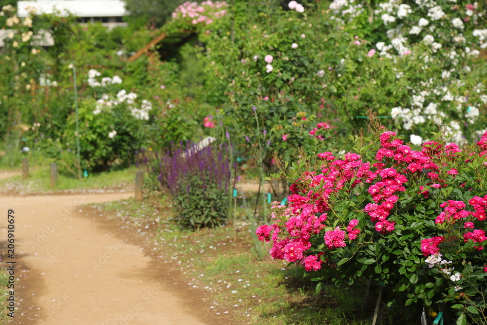 バラ　薔薇　花