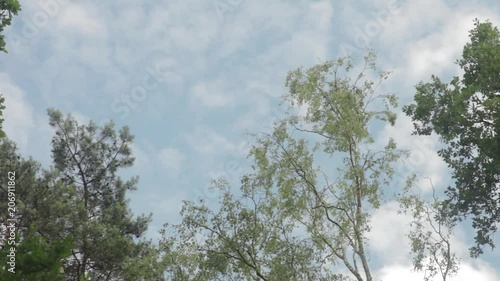 Trees and fast moving clouds, low angle, real time