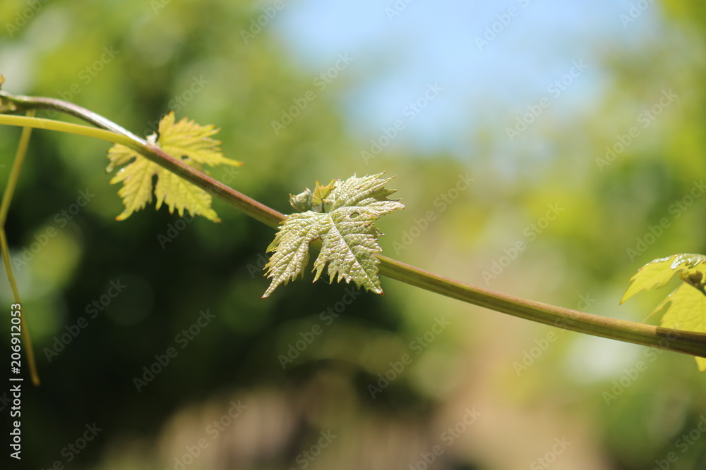 Obraz premium Small Green Leaf