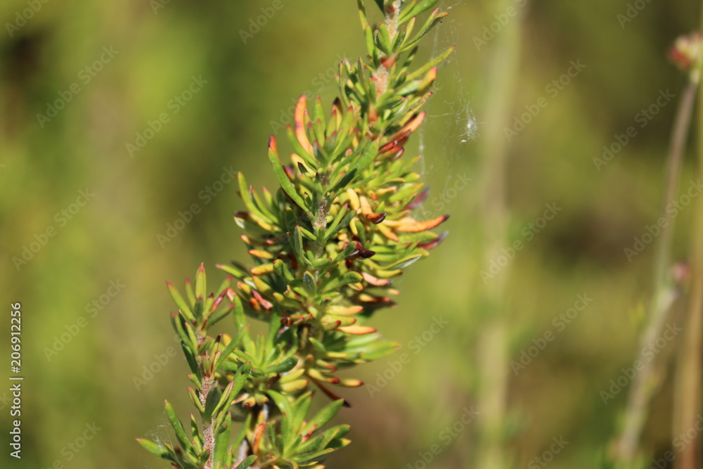 Pine Plant