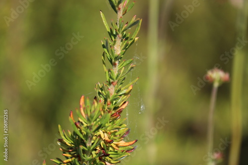 Green Pine Flora