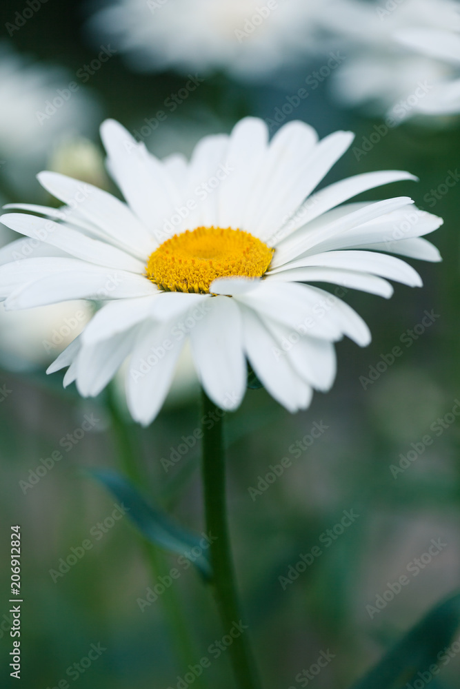Fototapeta premium Beautiful Daisy Flower