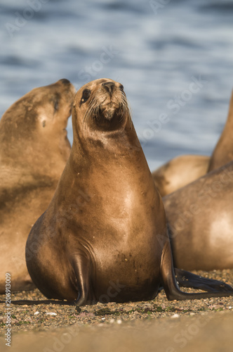 Mother sea lion, Patagonia