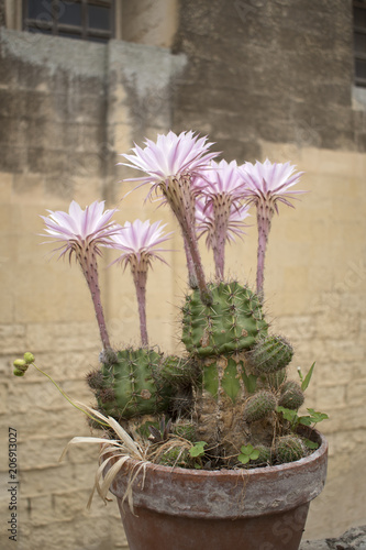 Blooming Cactus Flowers 