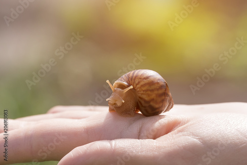 hand snails of ahatina sit on their hands photo