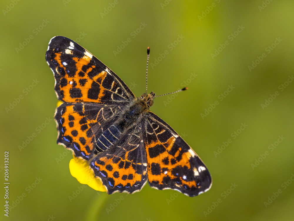 Close up Map Butterfly on yellow flower Close up Map Butterfly on yellow flower