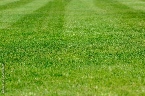 A fragment of a football field. Lawn trimmed