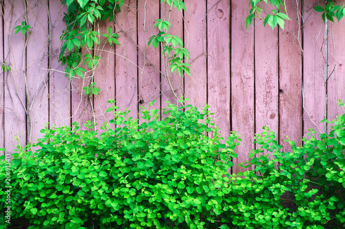 Pink wooden fence framed by green grass