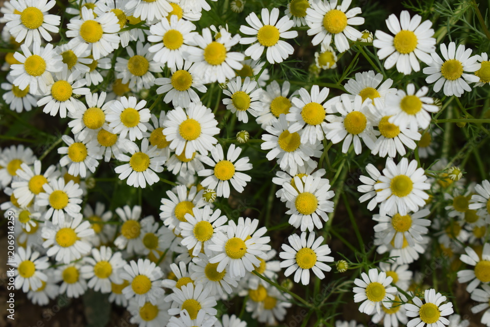 Fototapeta premium Kwitnące rumianki pospolite Chamomile