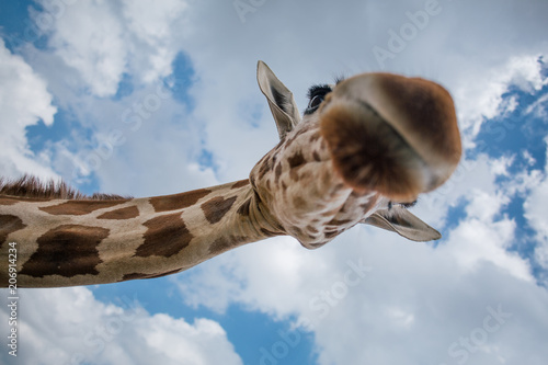 Giraffe in Fasano apulia safari zoo Italy