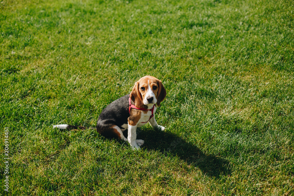 Cute little beagle dog sitting on the green grass, lawn on the backyard on sunny summer day. Puppy beagle Cute little beagle dog sitting on the green grass, lawn on the backyard on sunny summer day. Puppy beagle