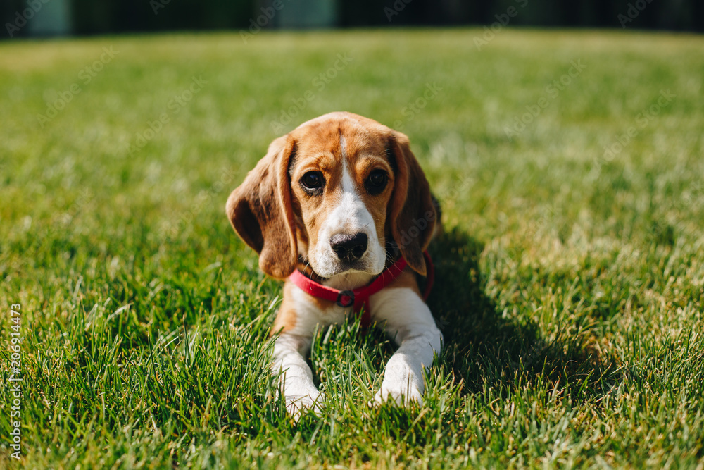 Close up portrait of cute little beagle dog lying on the green grass lawn on the backyard on sunny day. Beagle puppy in the park