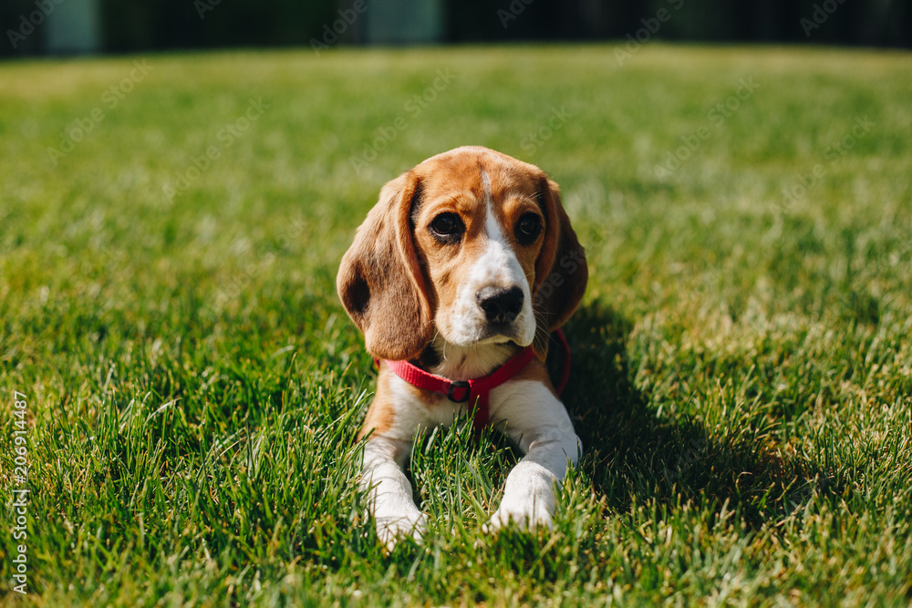 Cute little beagle dog lying isolated on green grass, Beagle puppy on the green lawn in the backyard
