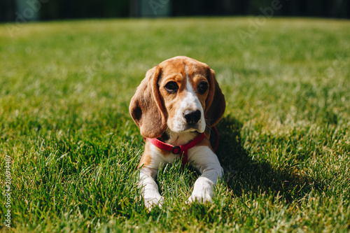 Cute little beagle dog lying isolated on green grass, Beagle puppy on the green lawn in the backyard