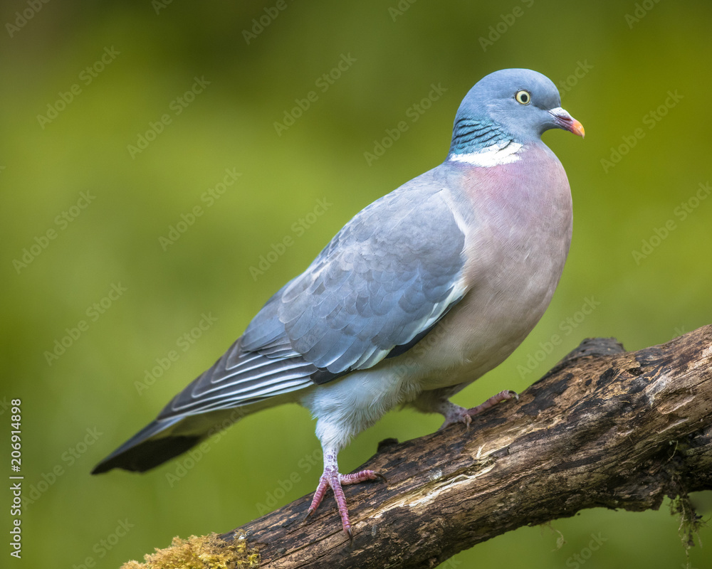 Wood pigeon walking on branch