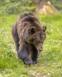 European brown bear foraging in forest habitat visible tongue