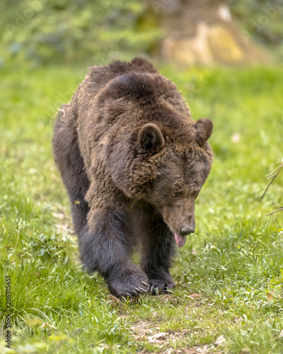 European brown bear foraging in forest habitat visible tongue
