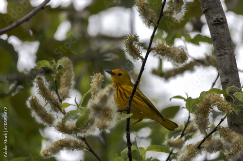 Paruline jaune, Yellow Warbler, Parulidés photo