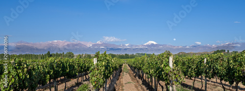 Wallpaper Mural Grape plantation mountains Torontodigital.ca