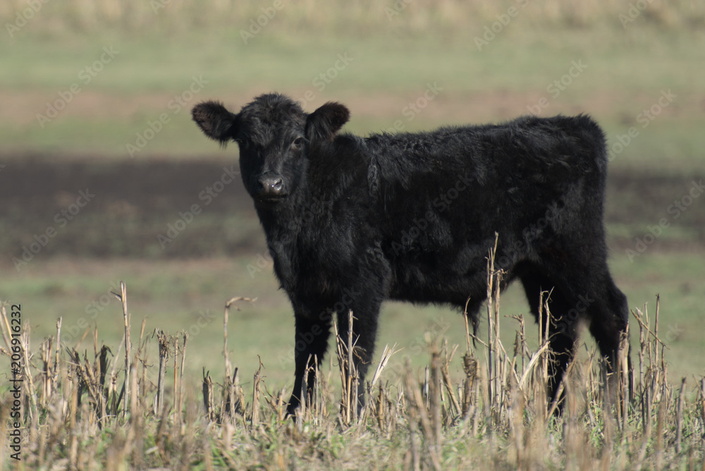 Black steer Black steer