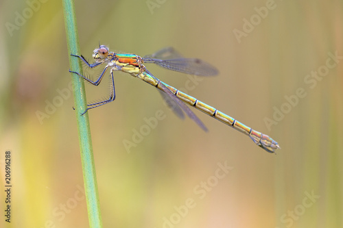 Female Willow emerald damselfly photo