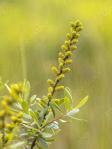 Flower of Bog Myrtle with green background photo