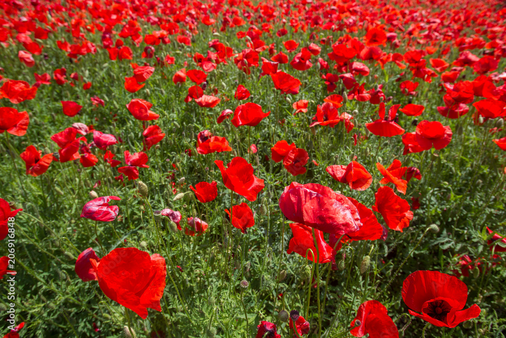 Obraz premium Poppy field in spring