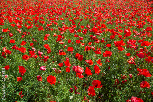 Poppy field in spring