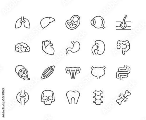 Simple Set of Internal Organs Related Vector Line Icons. Contains such Icons as Reproductive System, Brain, Heart, Blood Vessel and more. Editable Stroke. 48x48 Pixel Perfect. photo