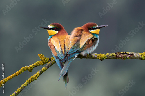 Two beautiful European bee-eaters (Merops apiaster)