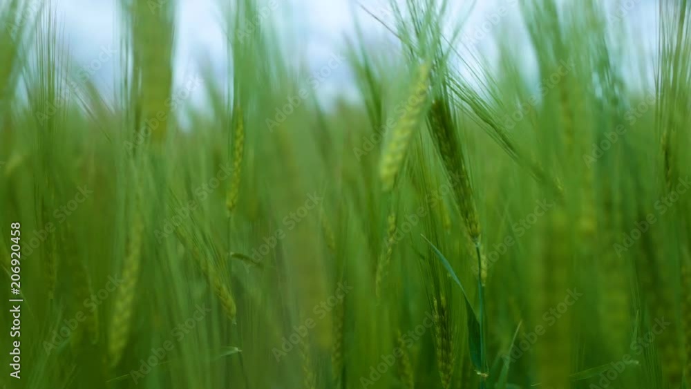 Green wheat stalks blow in the wind. Natural Wheat field. Bueutiful nature wheat field with clouds in sunny day. Green wheat stalks blow in the wind. Natural Wheat field. Bueutiful nature wheat field with clouds in sunny day.