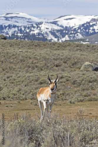 Pronghorn in Yellowstone National Park during the spring