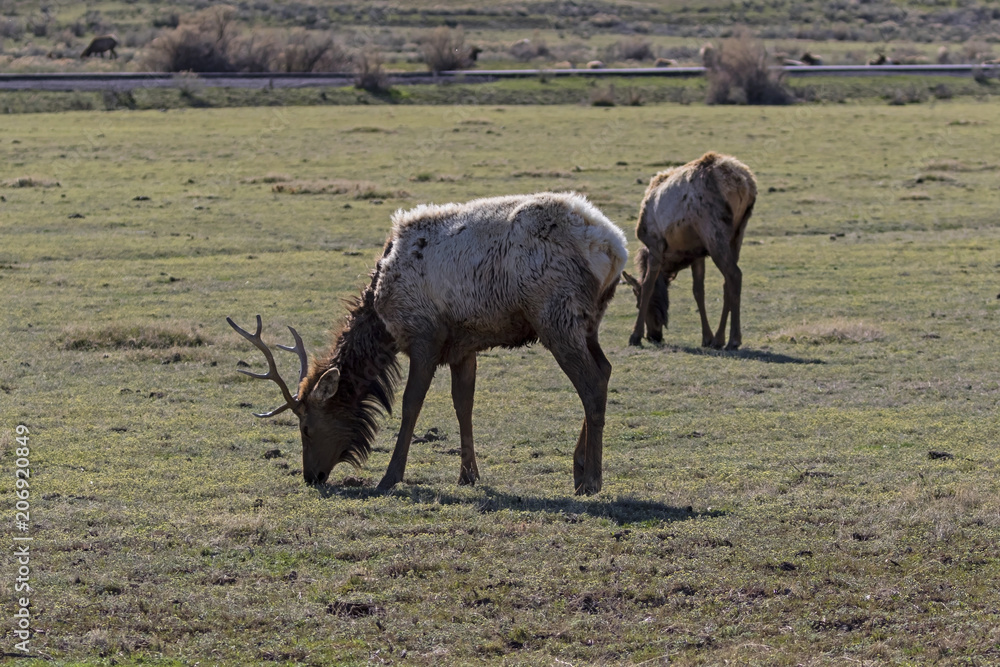 Elk at Yellowstone National Park Elk at Yellowstone National Park
