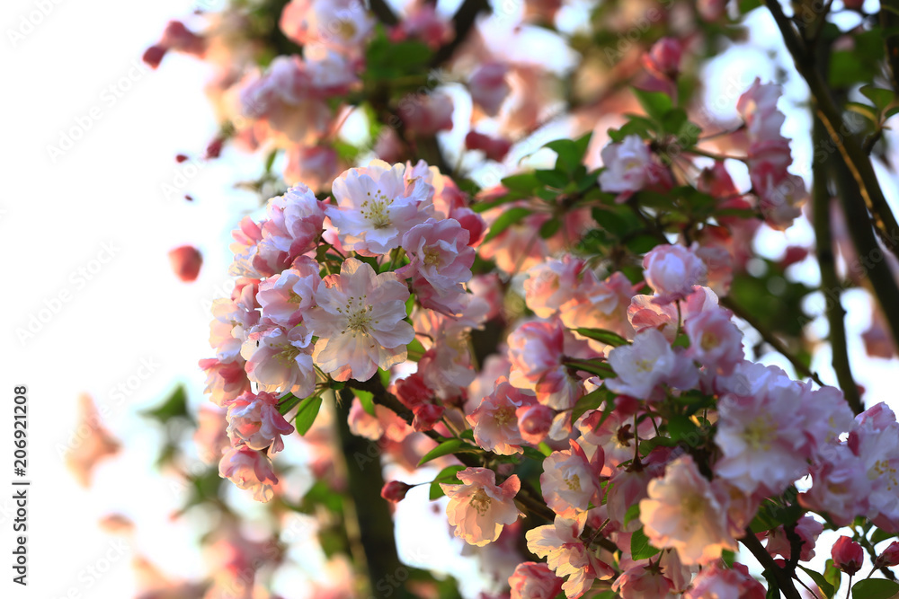 Chinese flowering crab-apple blooming Chinese flowering crab-apple blooming