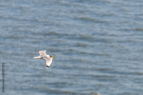 Seagull bird flying view on sea background photo