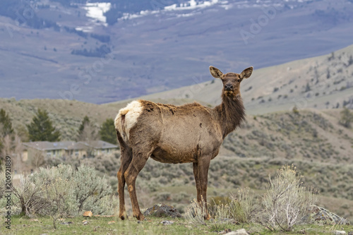 Elk at Yellowstone National Park in the early spring