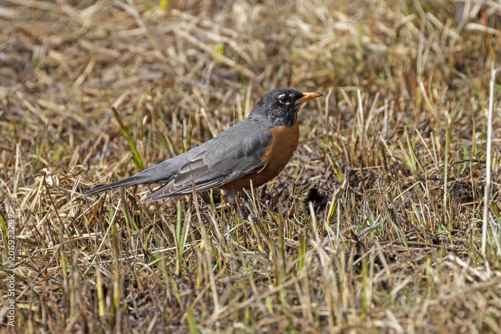 Yellowstone National Park grassland bird Yellowstone National Park grassland bird