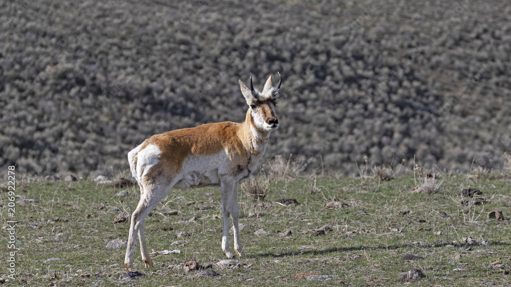 Fototapeta premium Pronghorn grazing at Yellowstone grassland