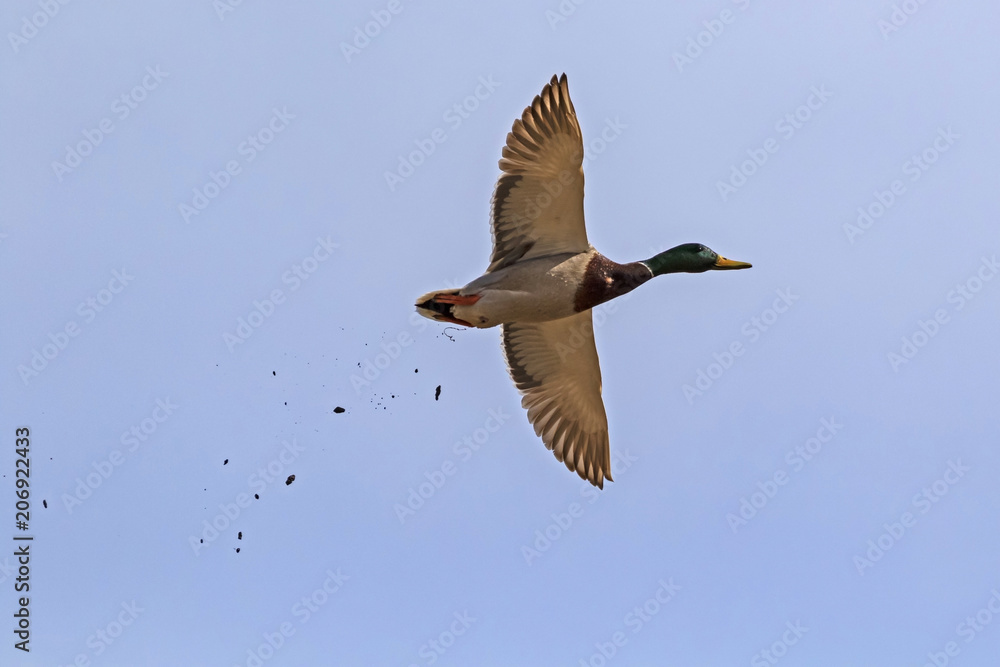 Obraz premium Duck flying at Yellowstone National Park during the early spring