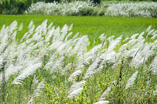 Kans grass , Saccharum spontaneum in the wind photo